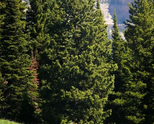 Lodge Wyoming High Country